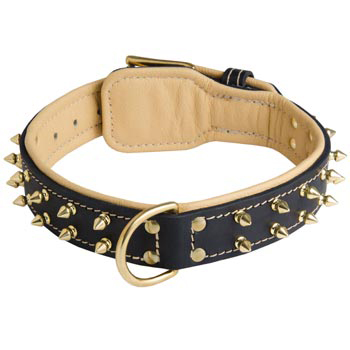 Leather Amstaff Collar Spiked Padded with Nappa Leather Adjustable 