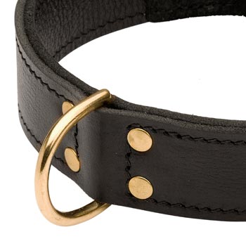 Brass D-ring Stitched to Leather Amstaff Collar