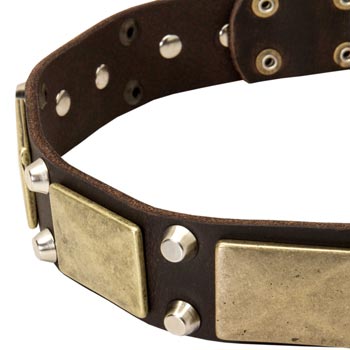 Leather Amstaff Collar with Nickel Studs