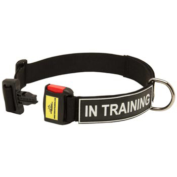 Nylon Dog Collar for Amstaff Police Training