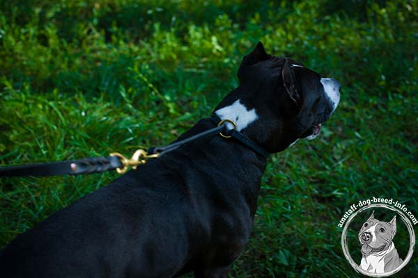 Amstaff choke leather collar with brass hardware