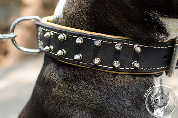 2 rows spiked Amstaff leather collar 
