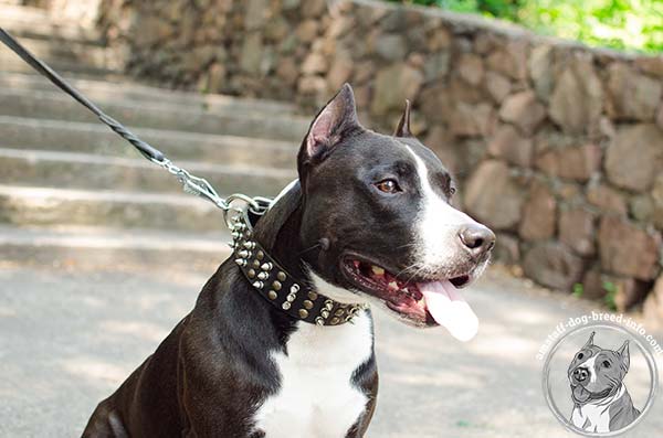 Amstaff leather collar adorned with nickel spikes and brass half-ball studs