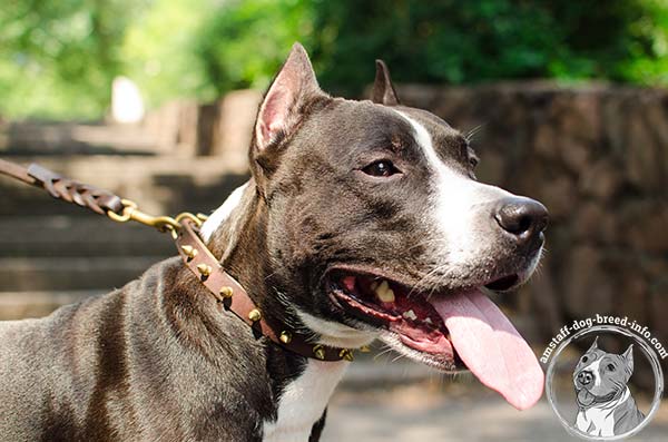 Amstaff leather collar with non-cutting edges