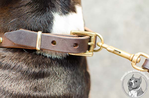 Amstaff leather collar with brass hardware