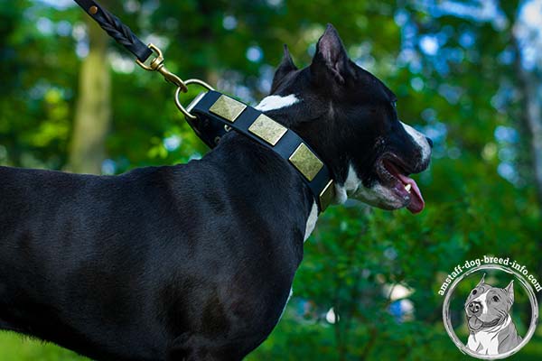 Amstaff leather collar with sturdy hardware