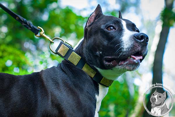 Amstaff black leather collar with strong quick release buckle for perfect control