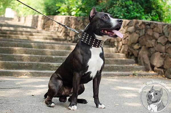 Extra wide Amstaff leather collar 