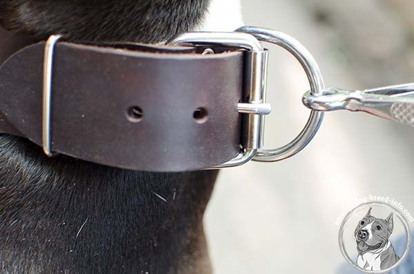 Amstaff leather collar with strong buckle and D-ring