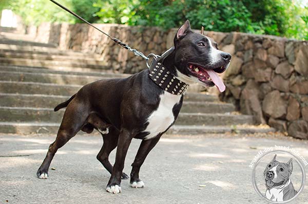 Amstaff brown leather collar wide adorned with studs for daily walks