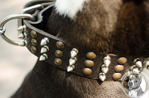 Amstaff leather collar with rivets
