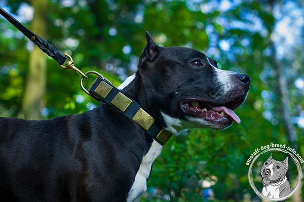 Amstaff black leather collar wide adorned with studs for walking