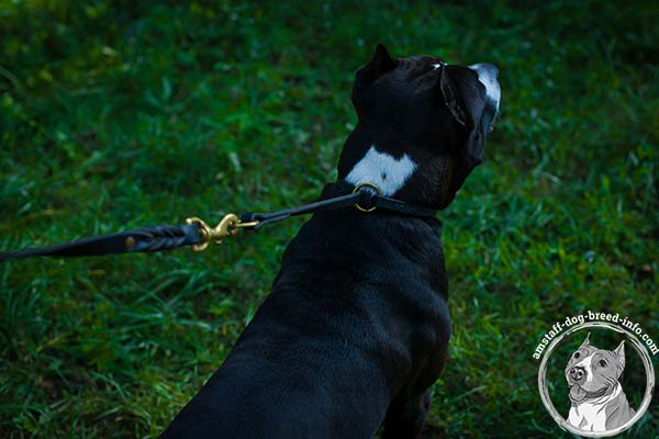Amstaff leather collar of high quality with brass plated hardware for improved control