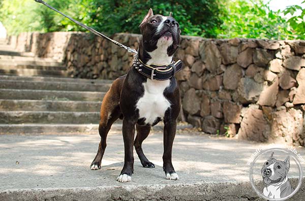 Amstaff black leather collar of genuine materials adorned with spikes for utmost comfort