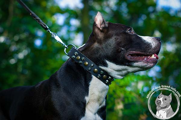 Amstaff brown leather collar adjustable  adorned with spikes and studs  for any activity