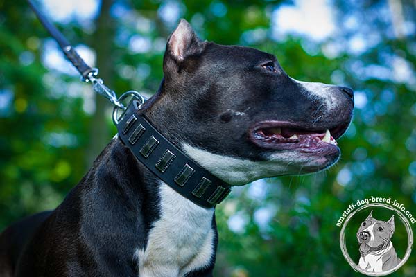Amstaff black leather collar of lightweight material adorned with plates for basic training