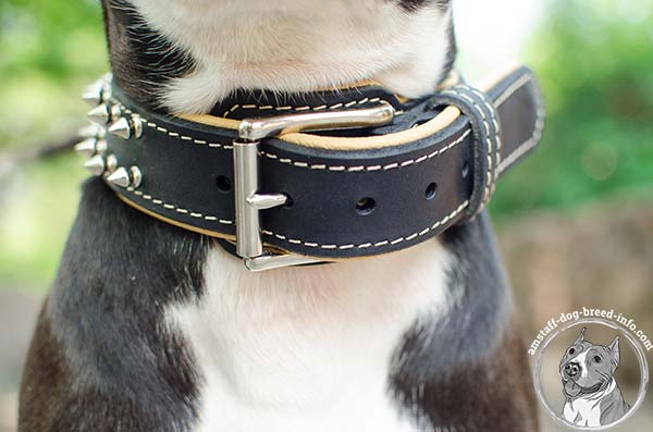 Amstaff leather collar with easy to fasten buckle