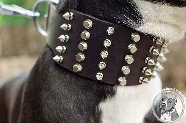 Amstaff leather collar with exclusive decorations