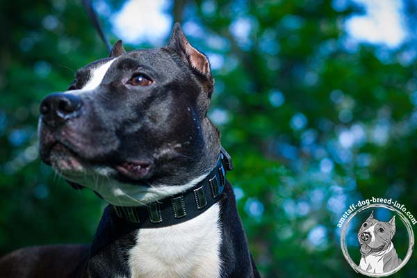 Amstaff black leather collar of high quality with traditional buckle for any activity