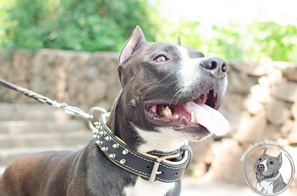 Amstaff black leather collar padded with Nappa leather with spikes for daily activity