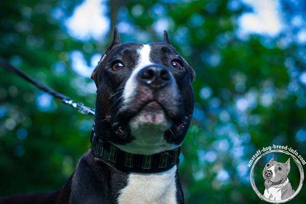 Amstaff black leather collar snugly fitted with d-ring for leash attachment for quality control