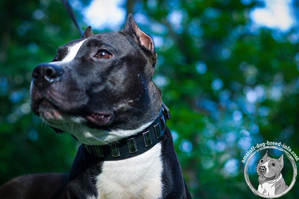 Amstaff leather collar for easy control
