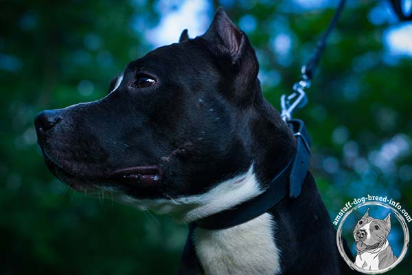 Amstaff leather collar for great pet control