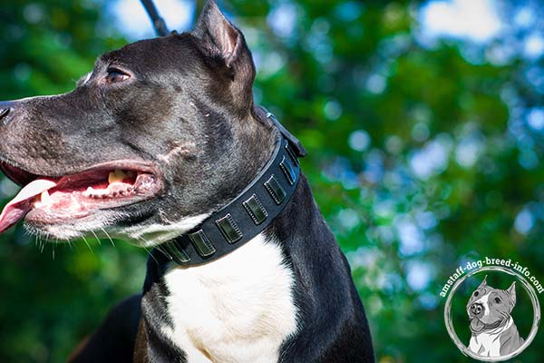 Amstaff black leather collar with non-corrosive fittings for better comfort