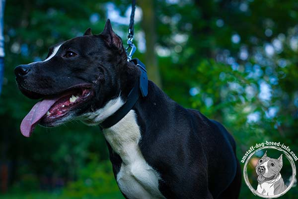 Amstaff black leather collar with durable nickel plated hardware for basic training