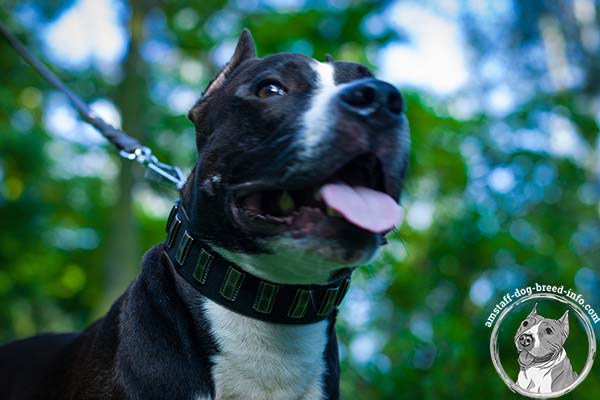 Amstaff black leather collar with durable nickel plated fittings for professional use