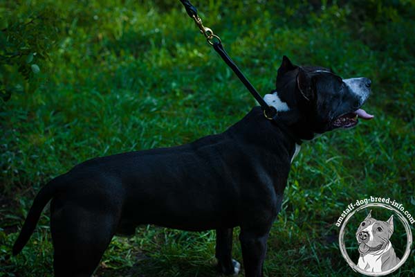 Amstaff leather collar with reliable fittings for utmost comfort