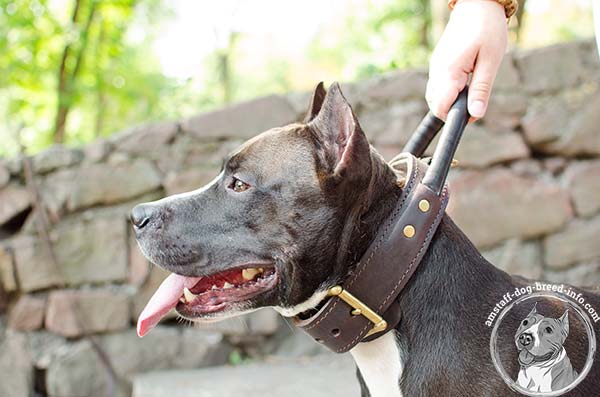 Amstaff black leather collar with strong handle for safe walking