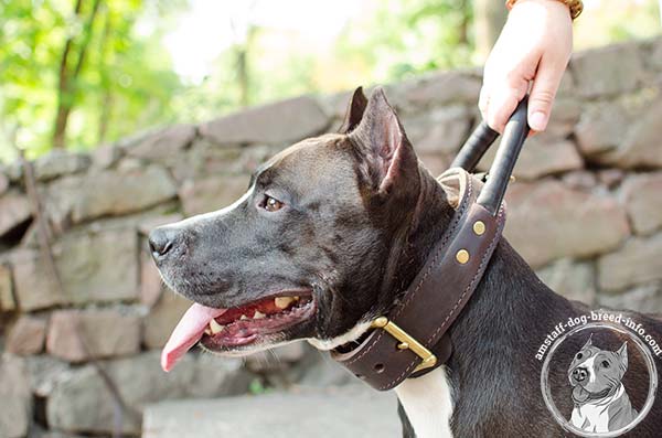 Amstaff leather collar with quick grab handle