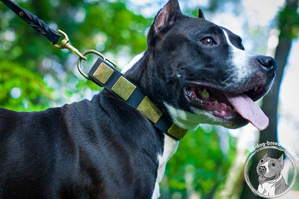 Amstaff black leather collar with durable hardware for improved control
