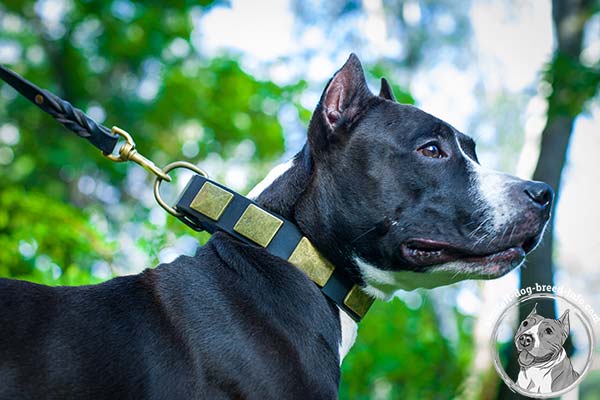 Amstaff leather collar studded with golden-like plates