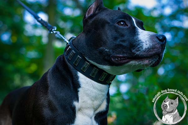 Amstaff leather collar adorned with nickel plated decorations