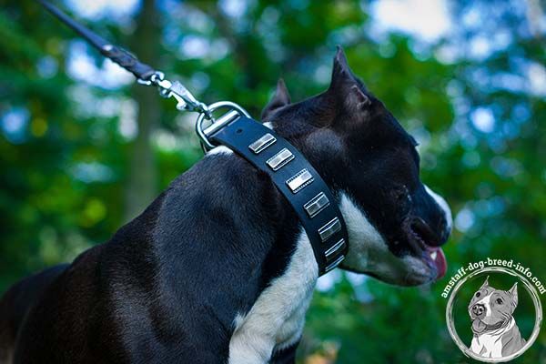 Amstaff black leather collar with elegant plates for any activity