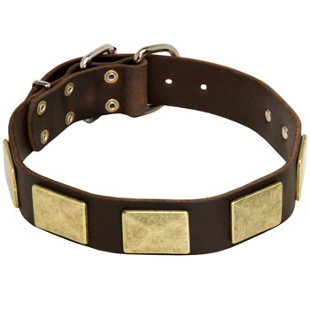 Leather Amstaff Collar with Fashionable Studs