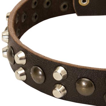 Leather Amstaff Collar with Hand Set Studs