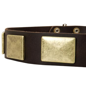 Leather Dog Collar with Massive Brass Plates for Amstaff