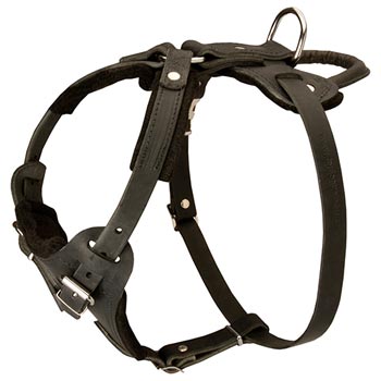 Leather Dog Harness for Amstaff Off Leash Training
