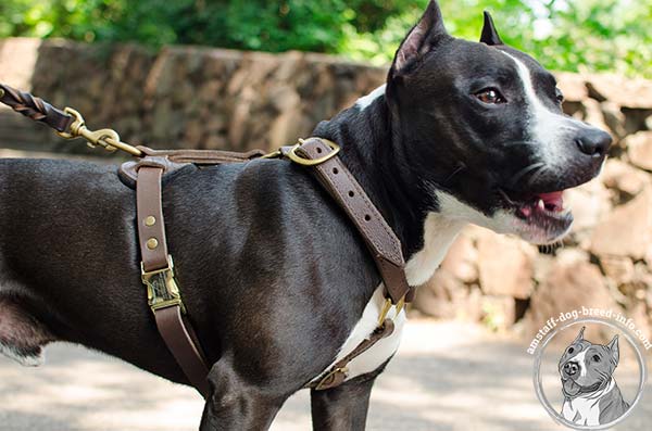 Amstaff leather harness with flexible straps