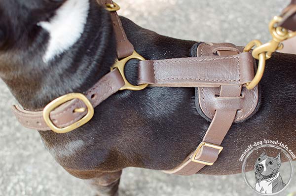 Amstaff leather harness with durable hardware