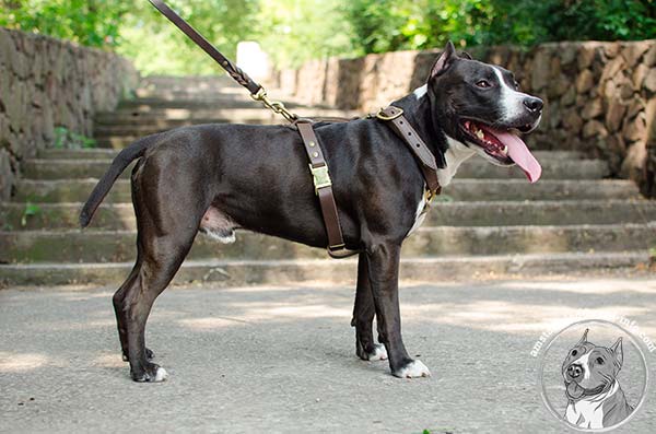 Amstaff leather harness for everyday wearing