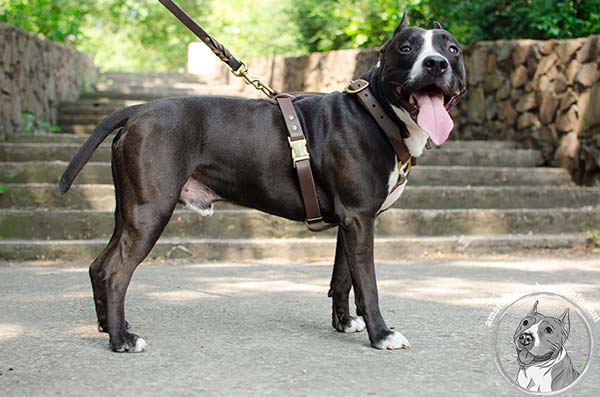 Amstaff leather harness with corrosion resistant hardware for basic training
