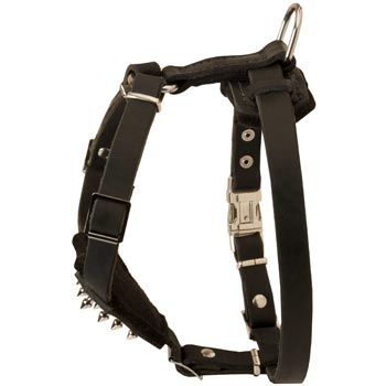 Amstaff Leather Harness for Puppy Walking and Training