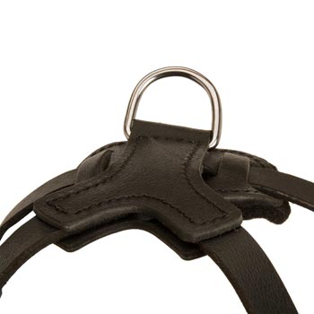 D-ring Attached to Amstaff Harness