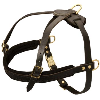 Leather Amstaff Harness for Dog Off Leash Training