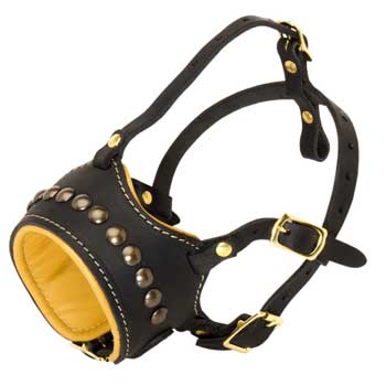 Amstaff Muzzle for Walking