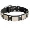 Leather Amstaff Collar Decorated with Nickel Cones and Plates
